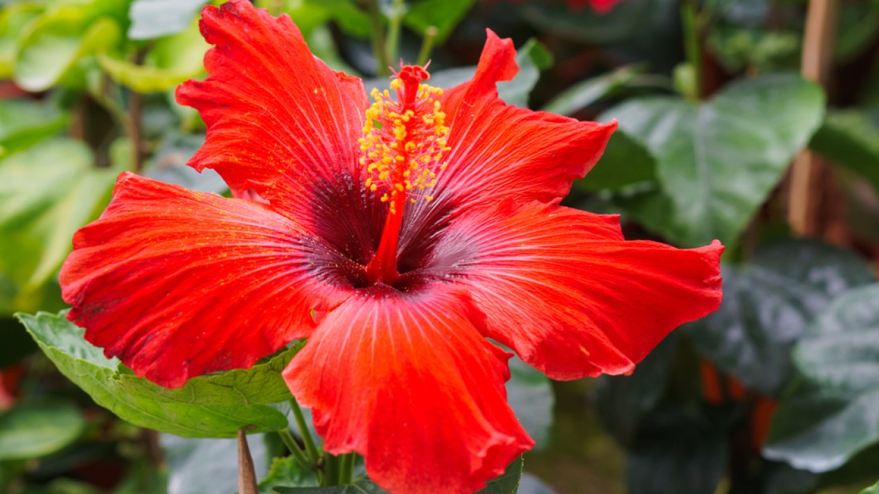 Цветок Малайзии гибискус национальный