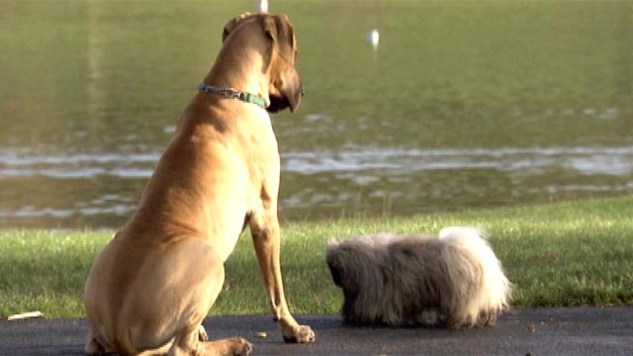Тайная жизнь собак - Документальный фильм