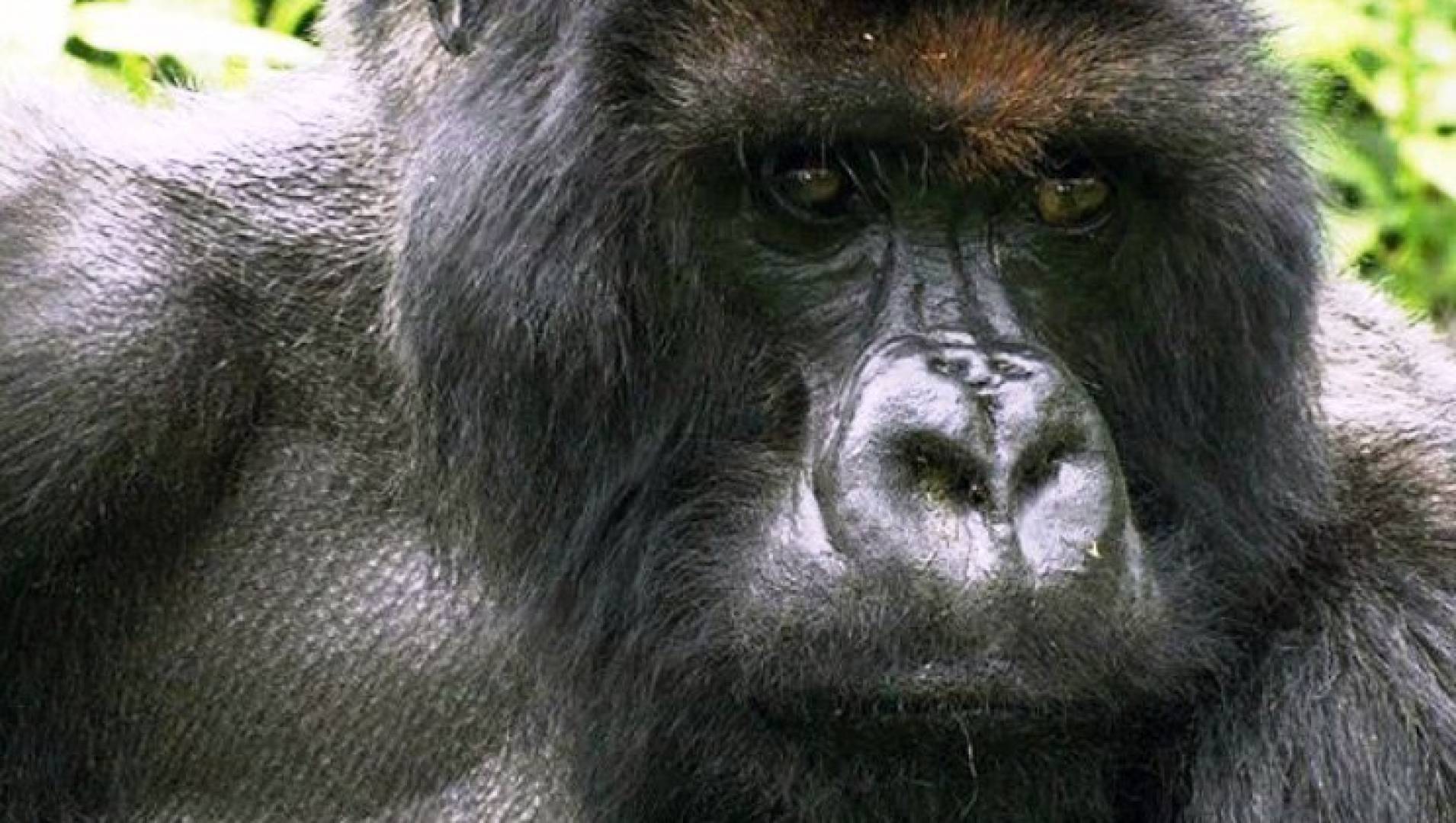 Горные гориллы - Документальный фильм