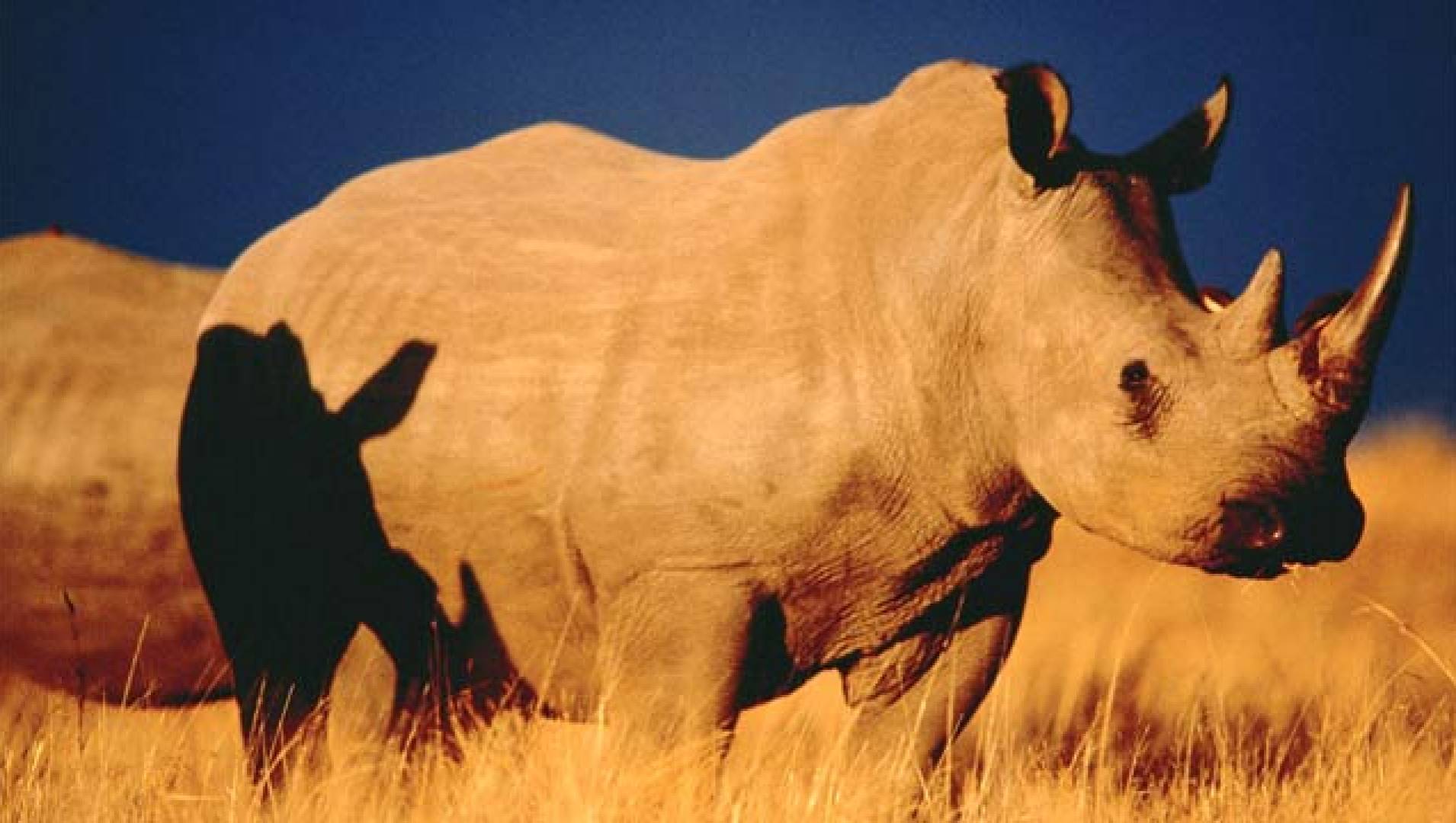 Носороги атакуют - Документальный фильм