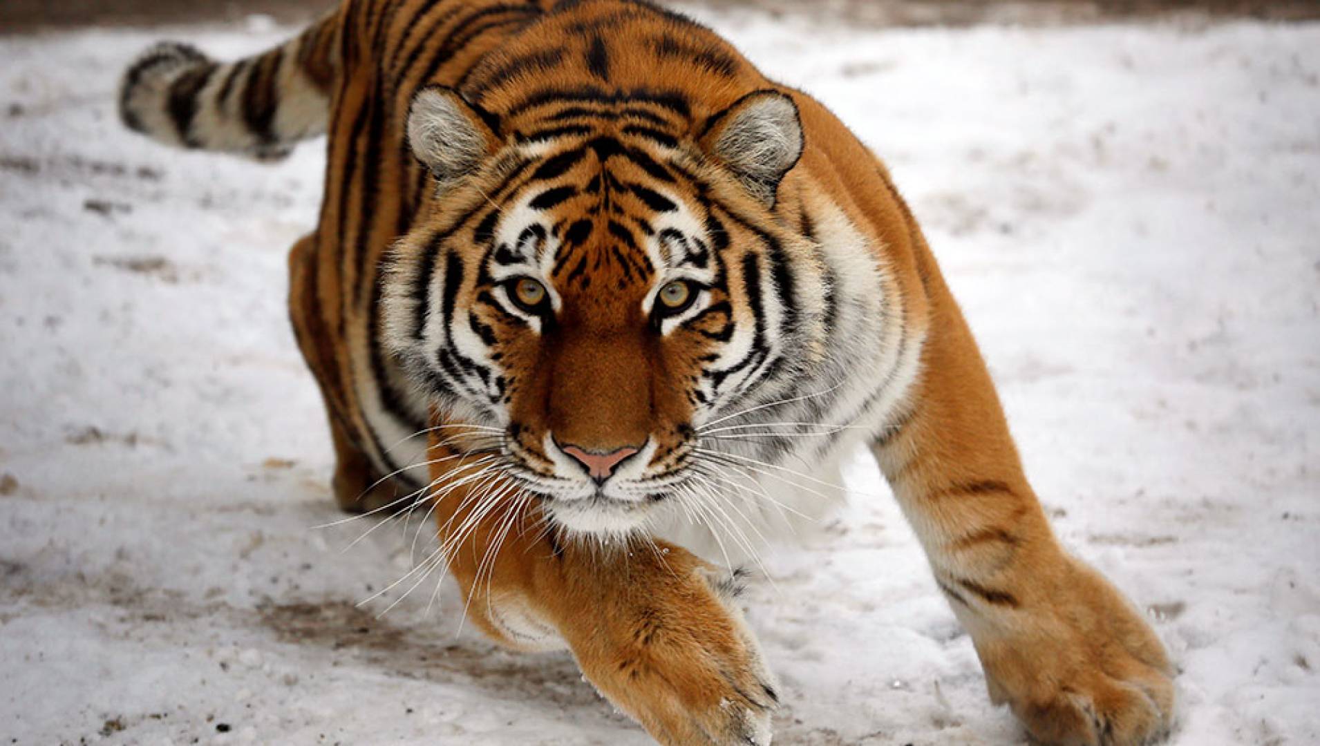 Амурский (уссурийский) тигр
