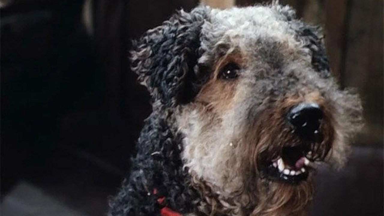 ТЕСТ: Угадайте собак из известных фильмов!