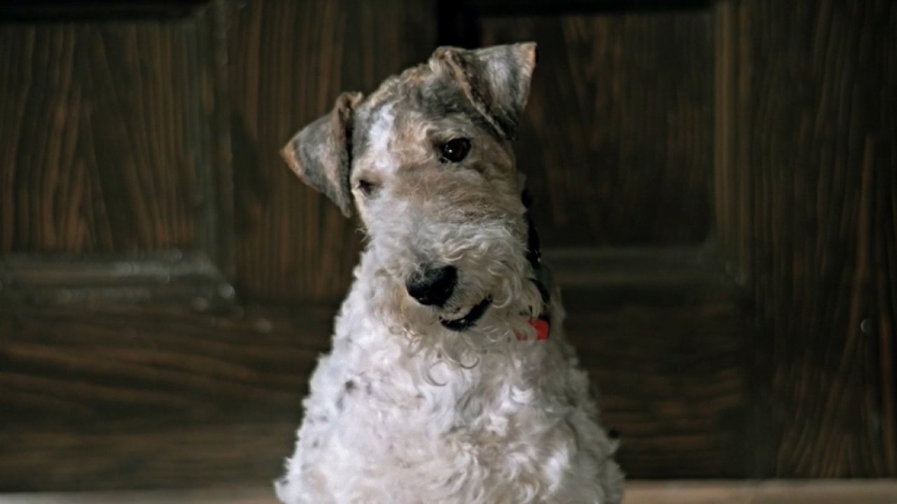 ТЕСТ: Угадайте собак из известных фильмов!