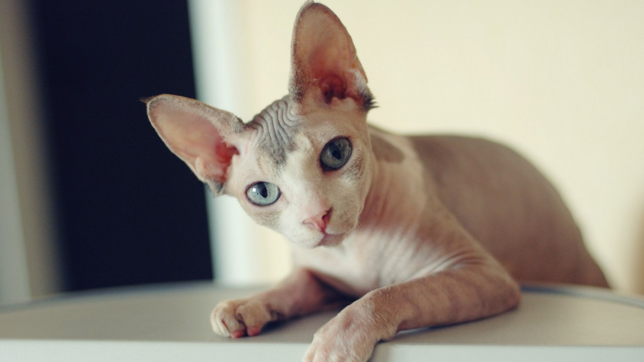 Знаете ли вы популярные породы кошек?