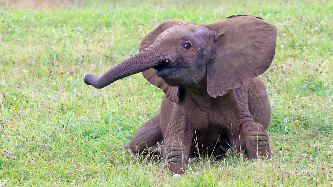 ТЕСТ! Много ли вы знаете о слонах? 