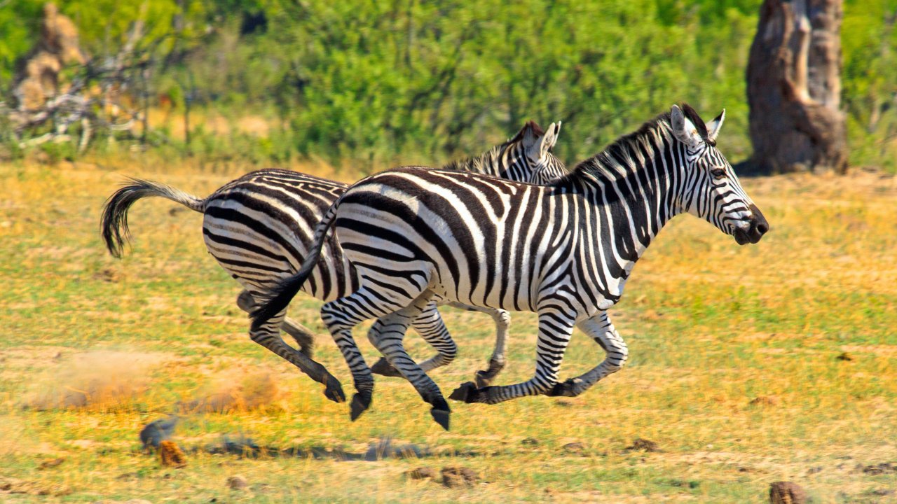 Полосатый тест. Много ли вы знаете о зебрах?
