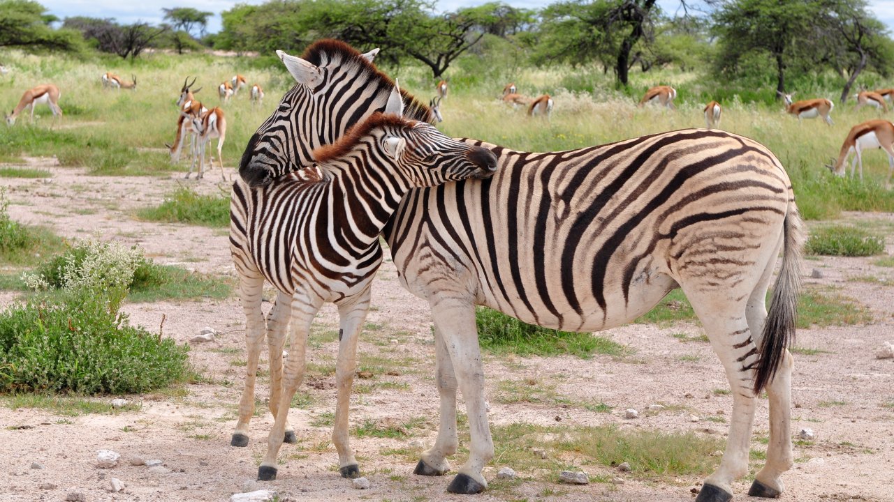 Полосатый тест. Много ли вы знаете о зебрах?