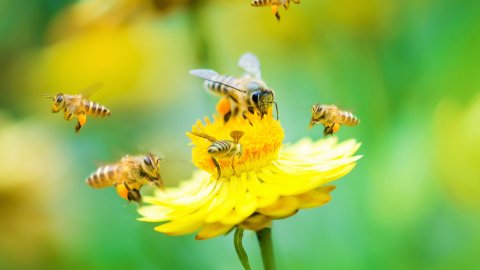Много ли вы знаете о пчёлах?