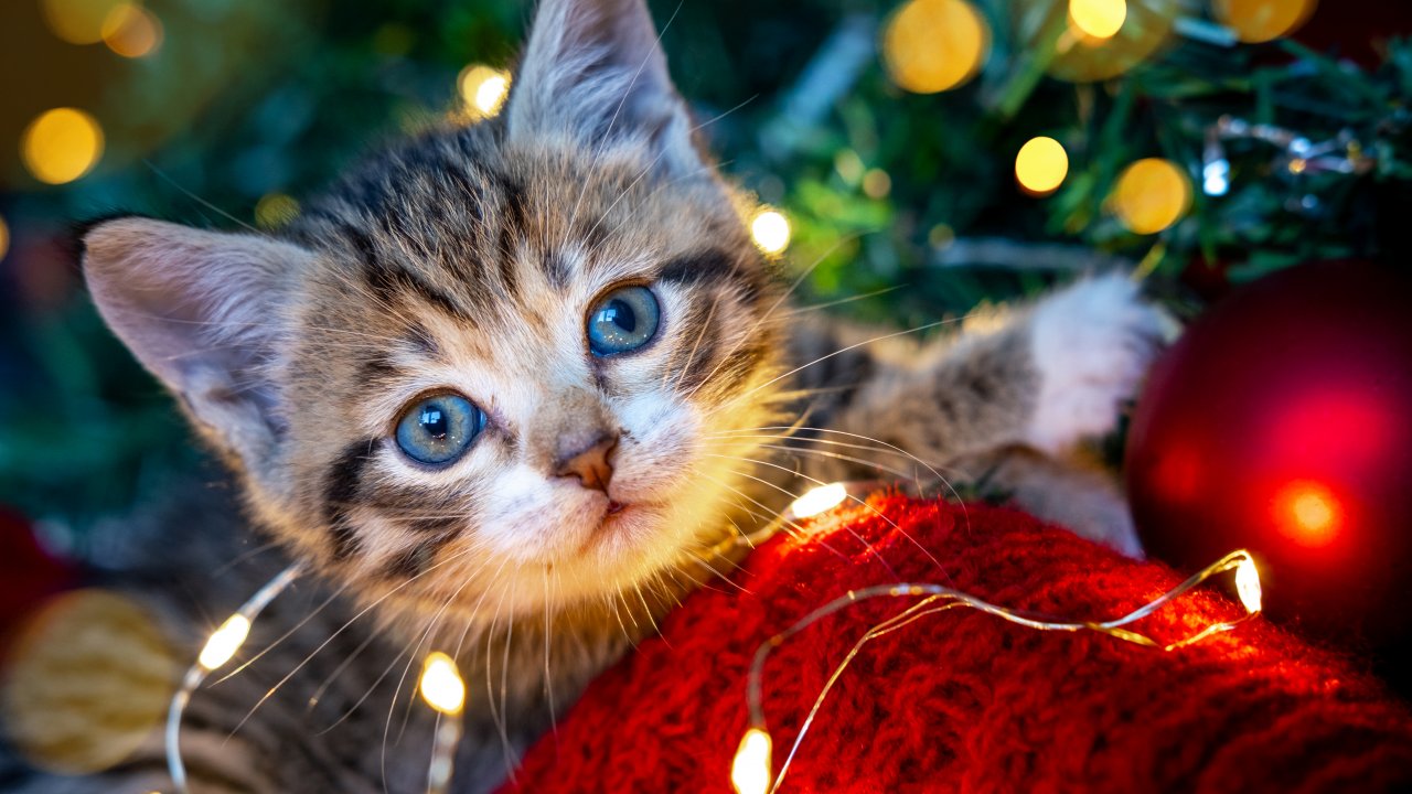 Navidad con gatos