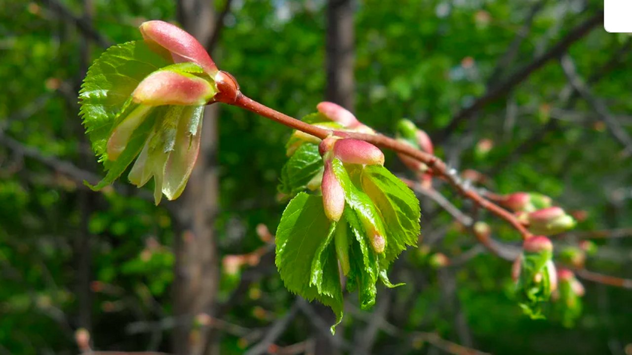 Как цветет орешник лещина весной фото