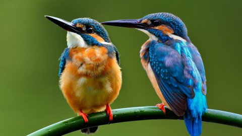 Тест. Самые красивые птицы: угадайте название!